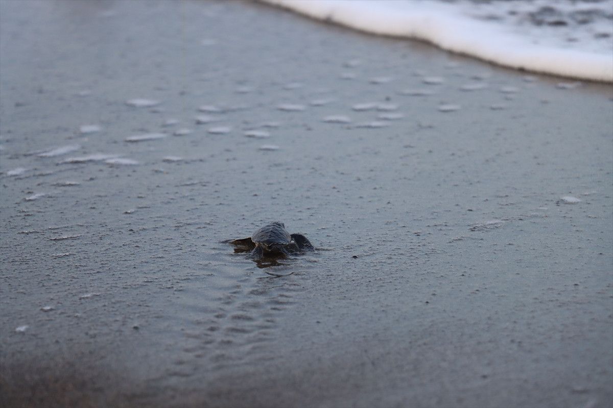 Hatayda Deniz Kaplumbağalarının Yeniden Canlanışı