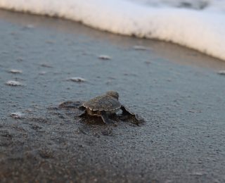 Hatayda Deniz Kaplumbağalarının Yeniden Canlanışı