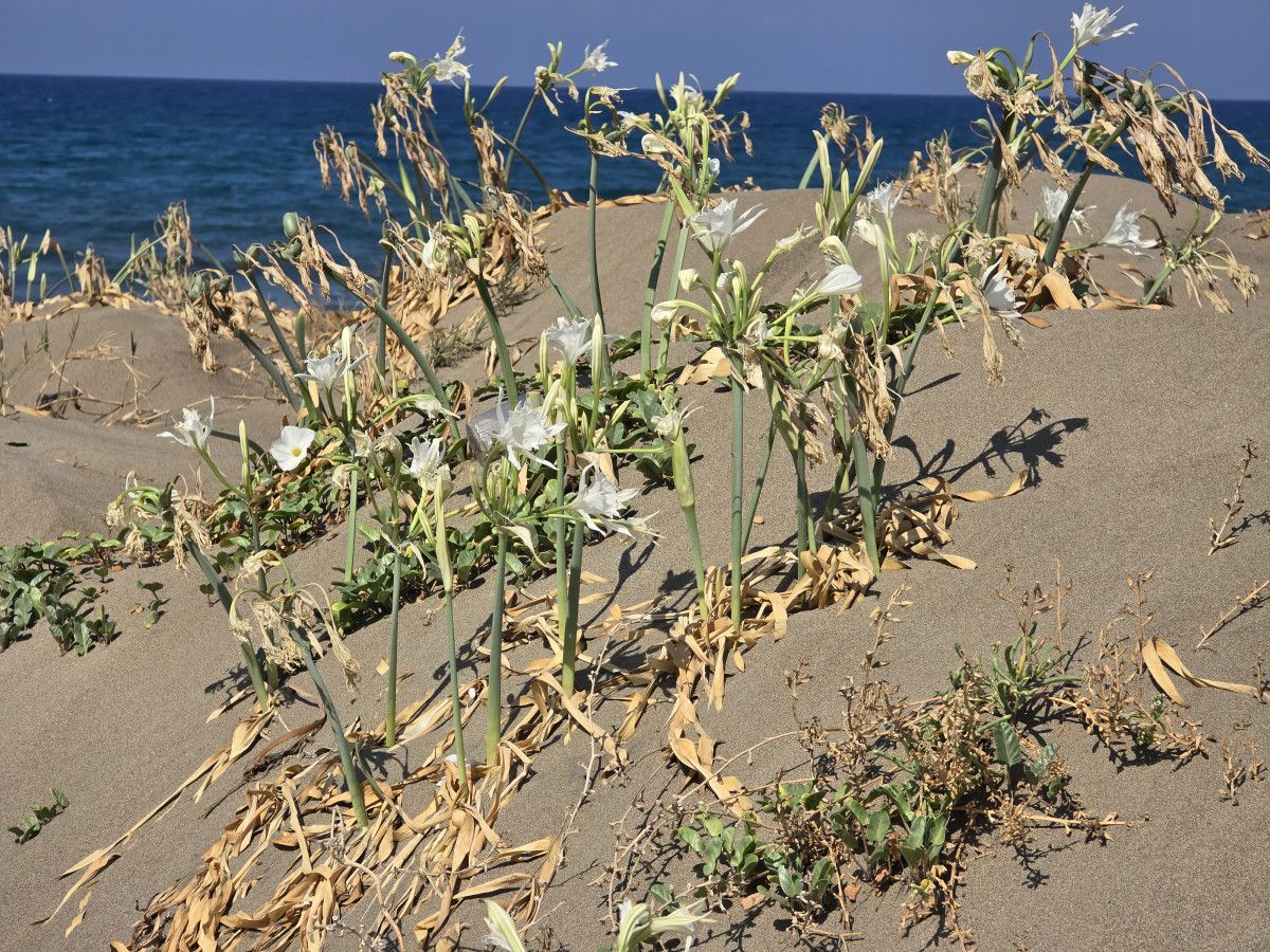 Kum Zambaklarının Özellikleri ve Önemi