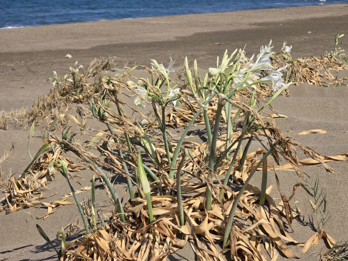 Hatay'da Kum Zambağını Koparanlara Uygulanan Ceza ve Detaylar