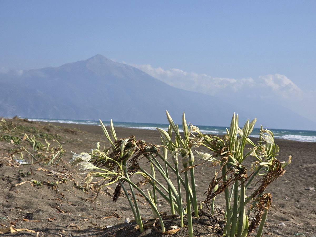Hatay'da Kum Zambağını Koparanlara Uygulanan Ceza ve Detaylar