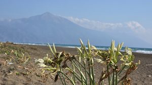 Hatay’da Kum Zambağını Koparanlara Uygulanan Ceza ve Detaylar