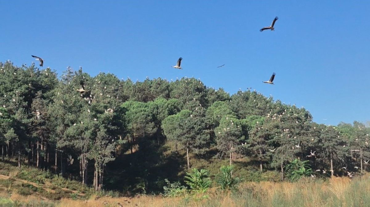 İstanbul Semalarında Kartpostallık Görüntü: Leylekler Göç Ederken