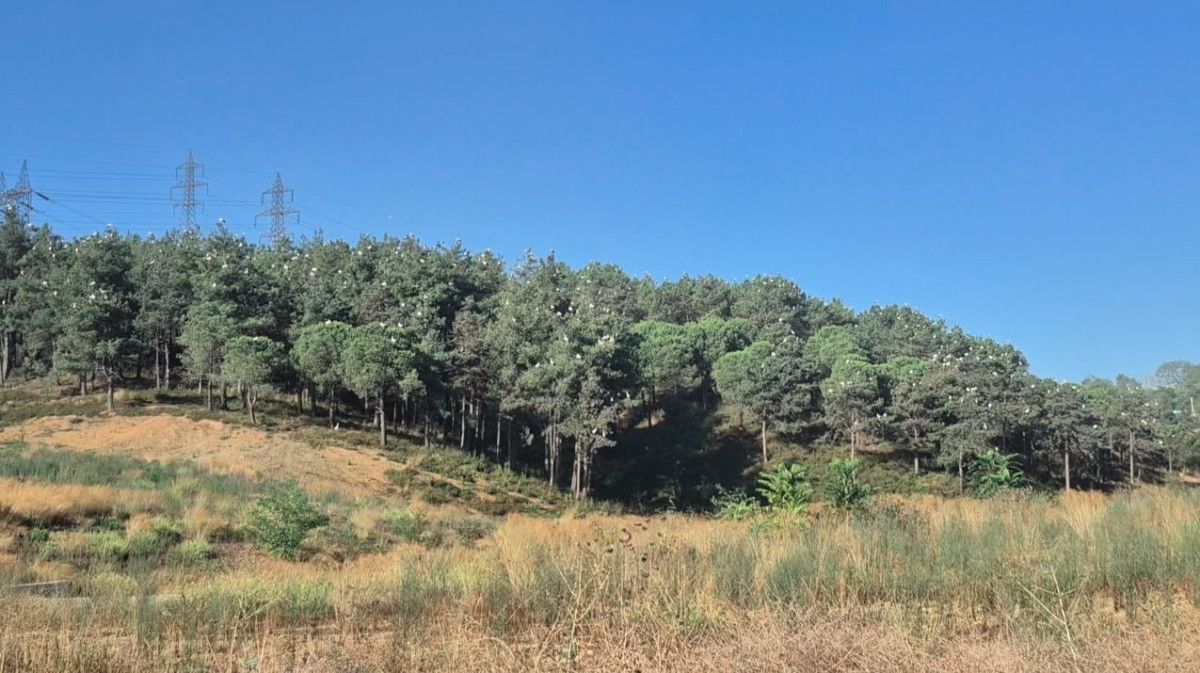 İstanbul Semalarında Kartpostallık Görüntü: Leylekler Göç Ederken