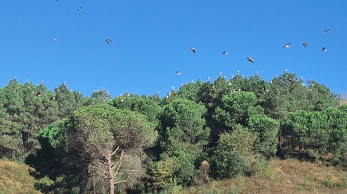 İstanbul Semalarında Kartpostallık Görüntü: Leylekler Göç Ederken