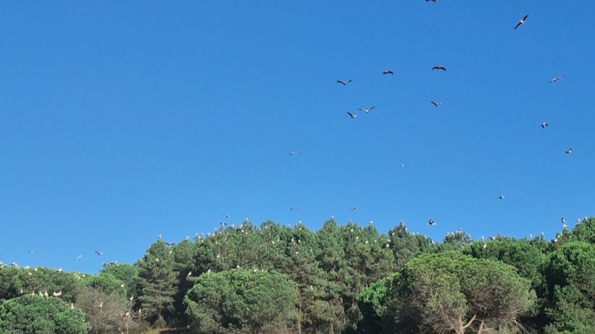 İstanbul Semalarında Kartpostallık Görüntü: Leylekler Göç Ederken