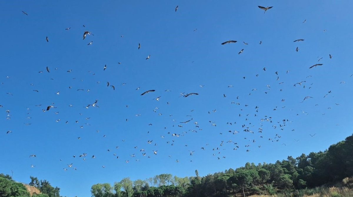 İstanbul Semalarında Kartpostallık Görüntü: Leylekler Göç Ederken