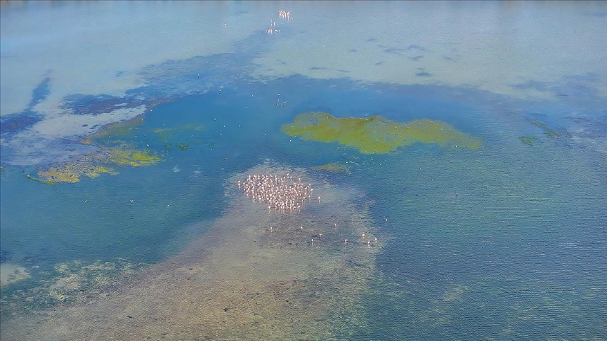 Akdeniz’de Hızla Yayılma