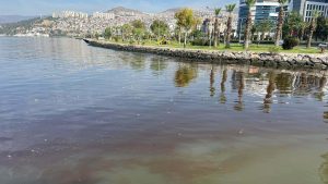 İzmir Körfezi Yeniden Kötü Kokuyor: Siyonabakteriler Sorunun Kaynağı