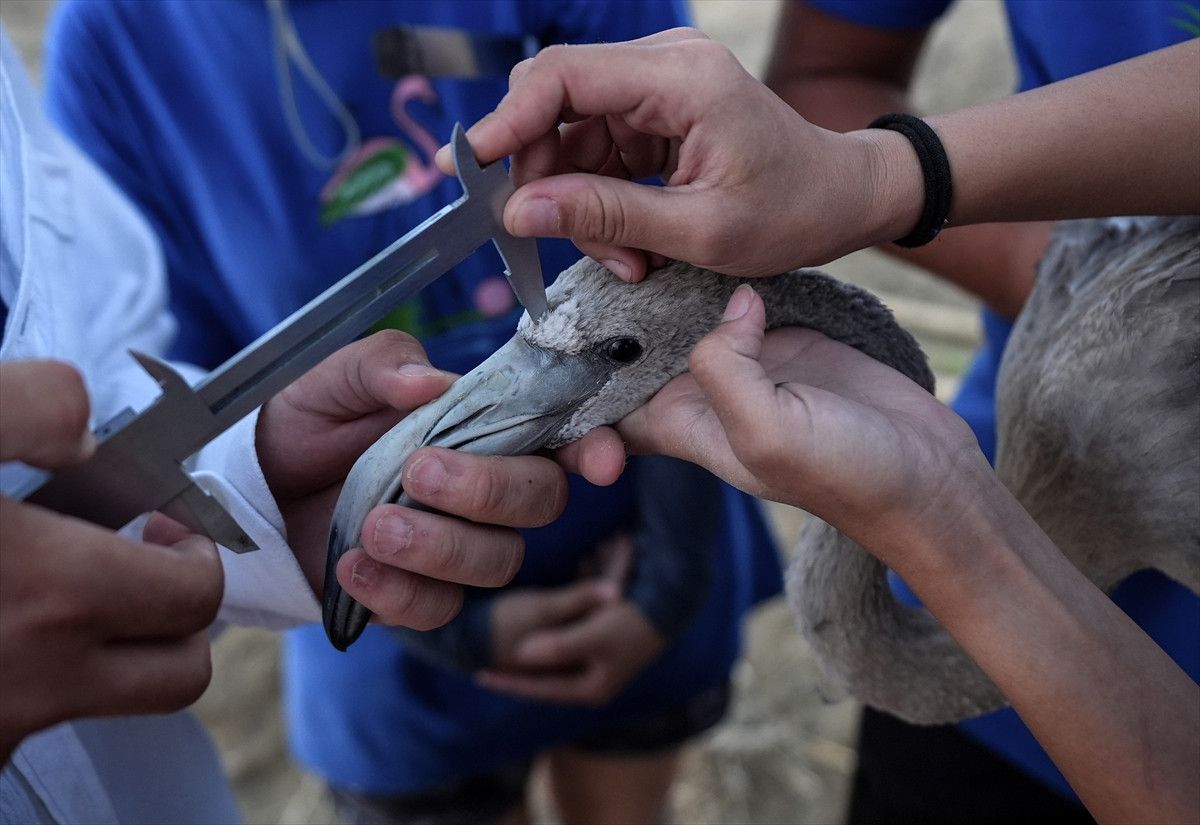 İzmir'deki 650 Yavru Flamingoya Halkalama Çalışması