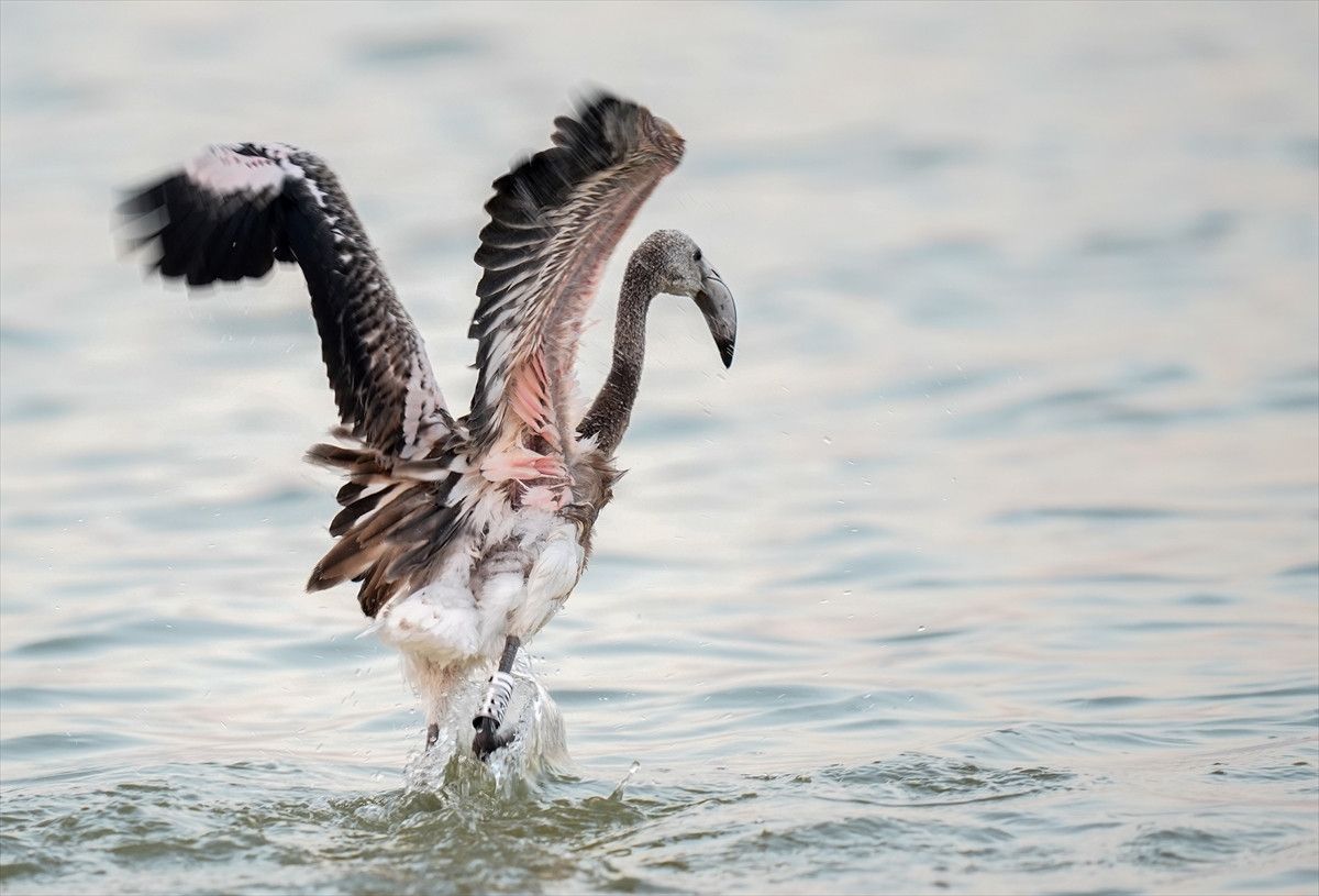 İzmir'deki 650 Yavru Flamingoya Halkalama Çalışması