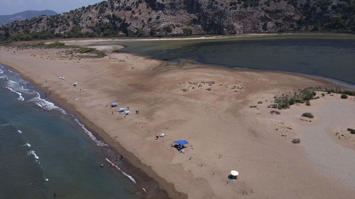 Yavruların Fırtına Gibi Bir Hayat Mücadelesi