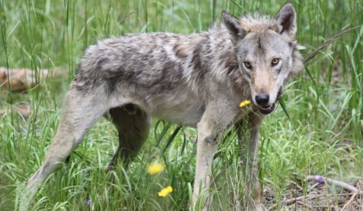 Projenin Başarıları ve Gelişmeleri