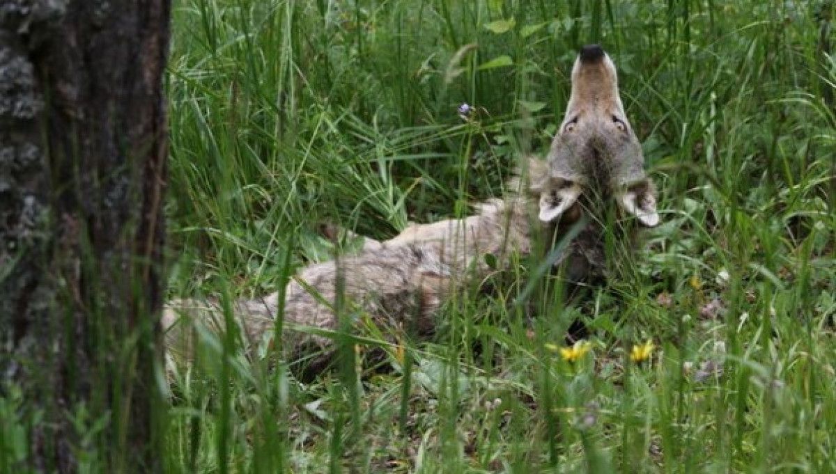 Karsta 50. Kurda da Uydu Vericisi Takıldı: Detaylar ve Güncel Bilgiler