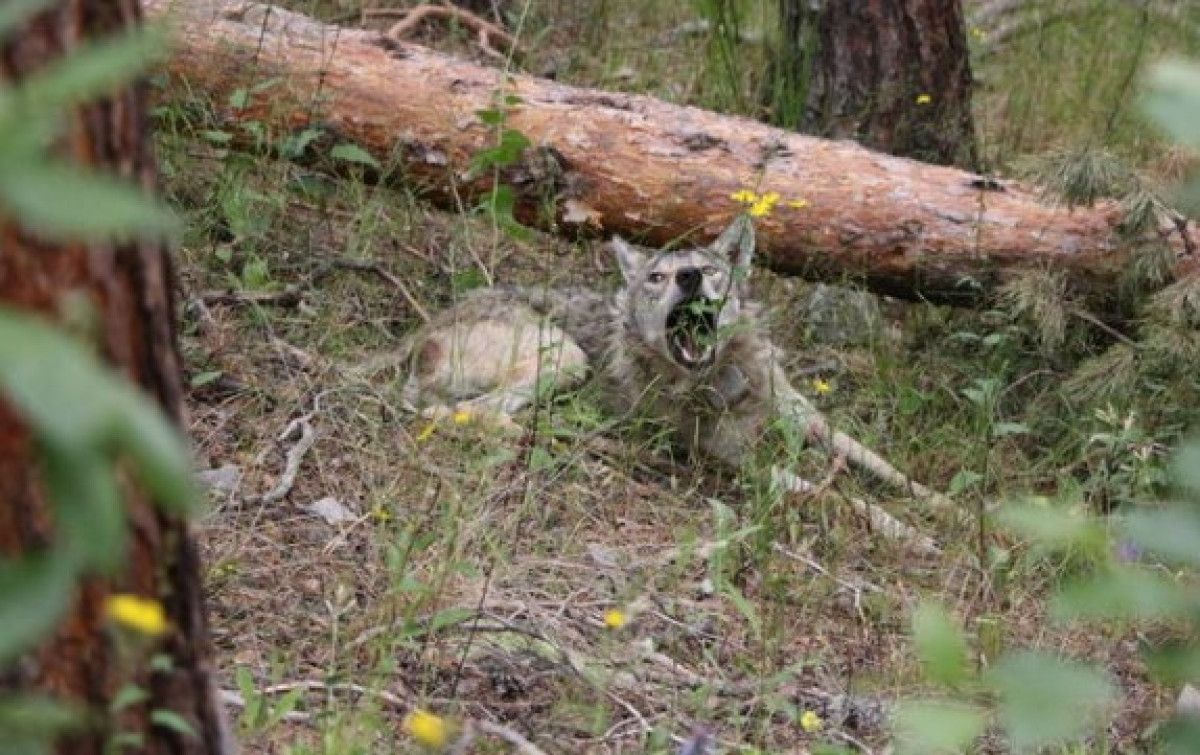 Karsta 50. Kurda da Uydu Vericisi Takıldı: Detaylar ve Güncel Bilgiler