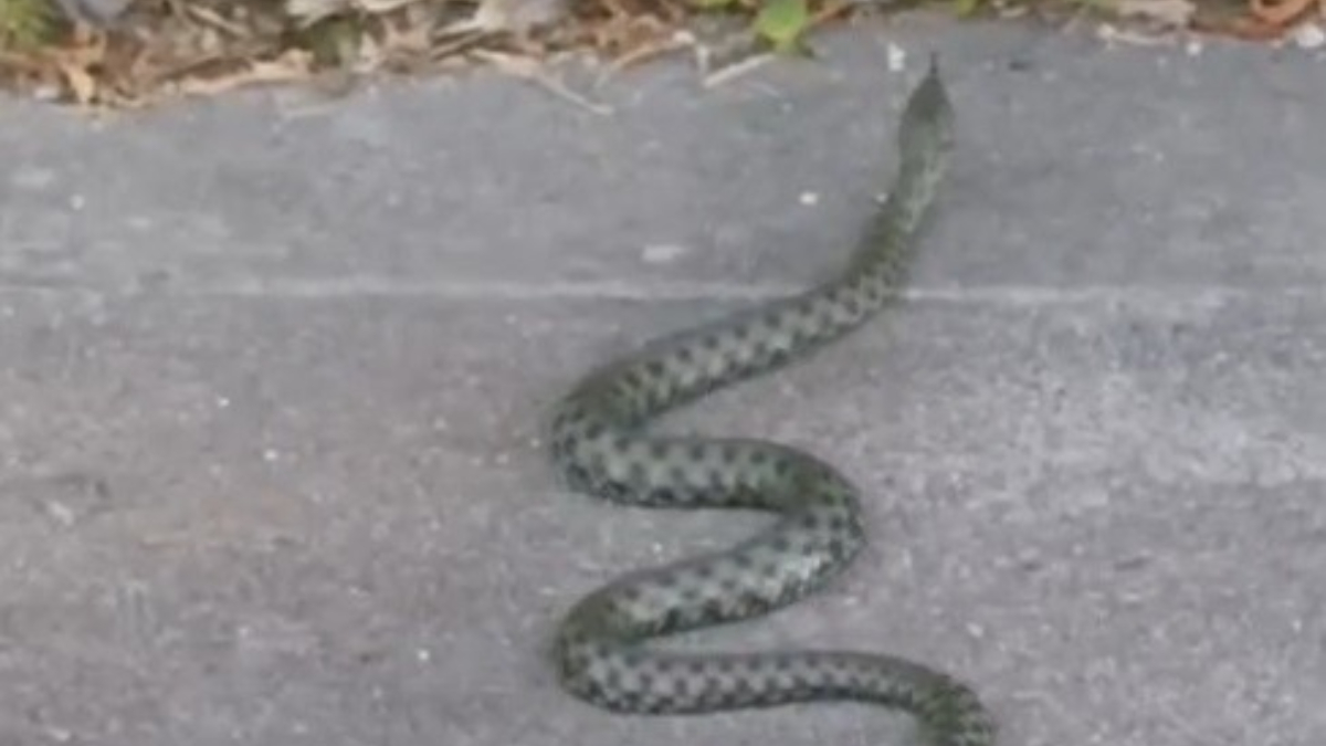 Yılanın Hareketi ve Bölgedeki Tepkiler