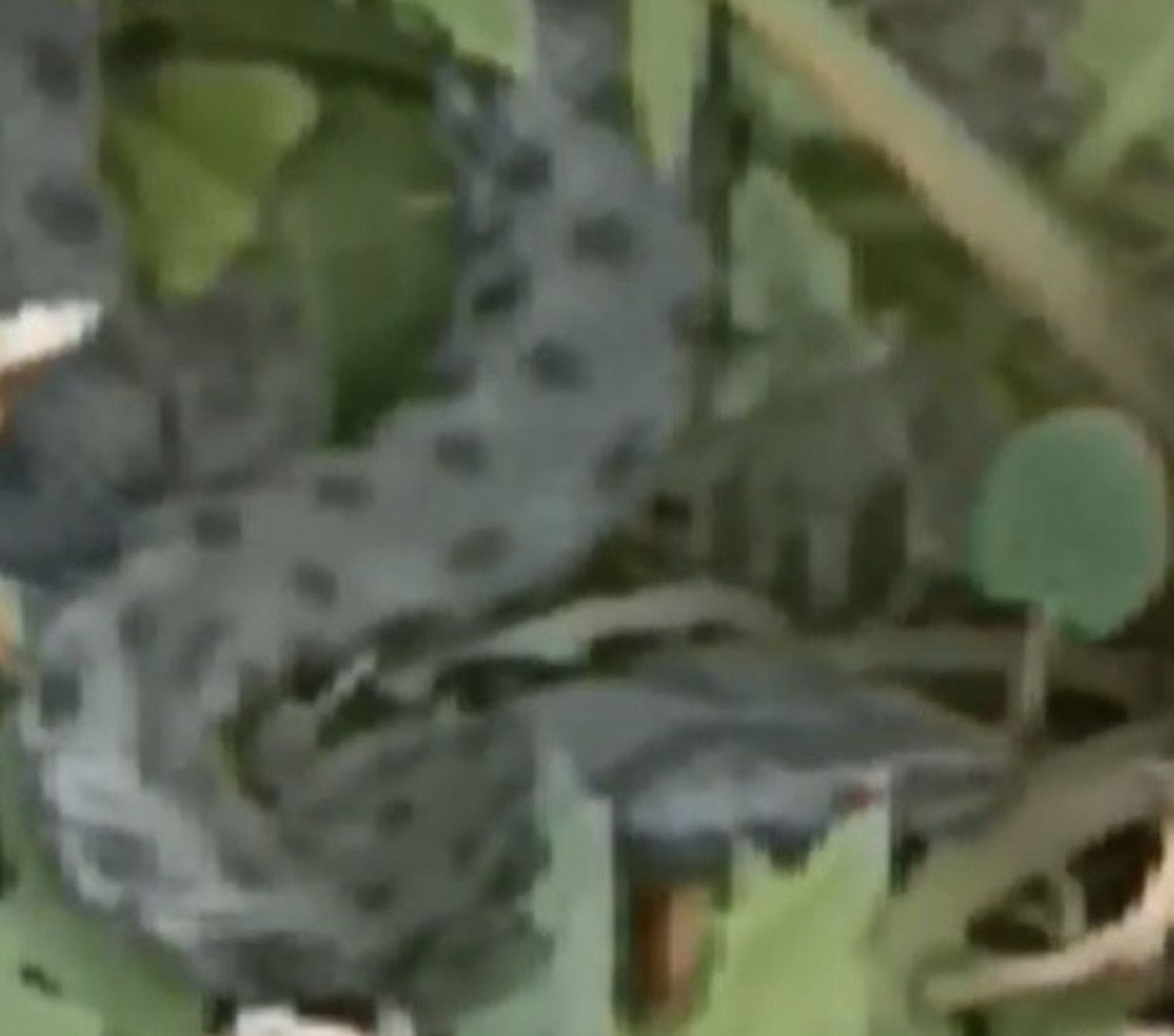 Yılanın Hareketi ve Bölgedeki Tepkiler