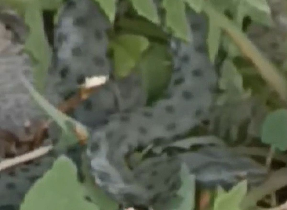 Karsta Caddede Görülen Yeşil Yılanın Panik Yarattığı Anlar