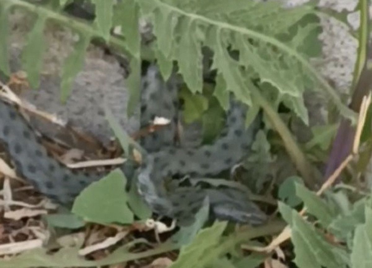 Karsta Caddede Görülen Yeşil Yılanın Panik Yarattığı Anlar