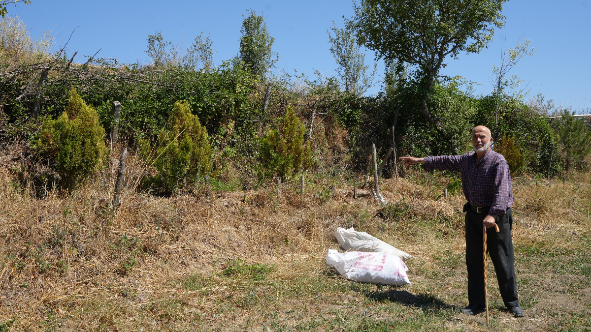 Yıllarca Süren Ağaçlandırma Çabaları