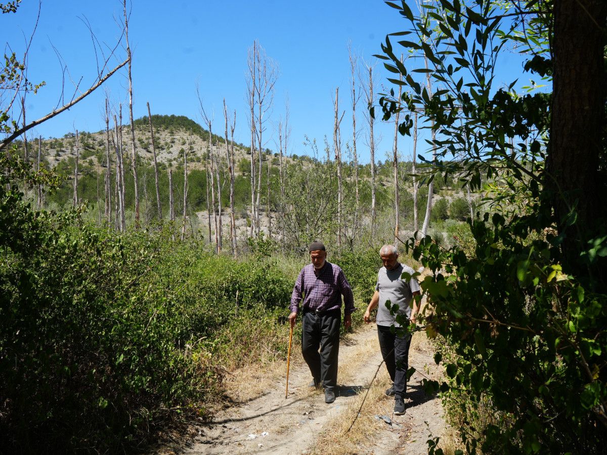Kastamonu'da 32 Yılda Binlerce Ağaç Dikinmiş Hikayesi