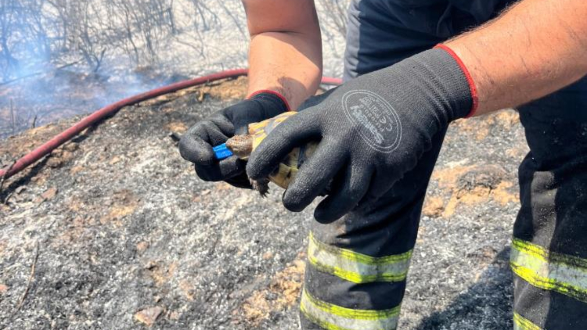 Derince'deki Yangın Alanında Yardımlaşma ve Sevgi Dalgası