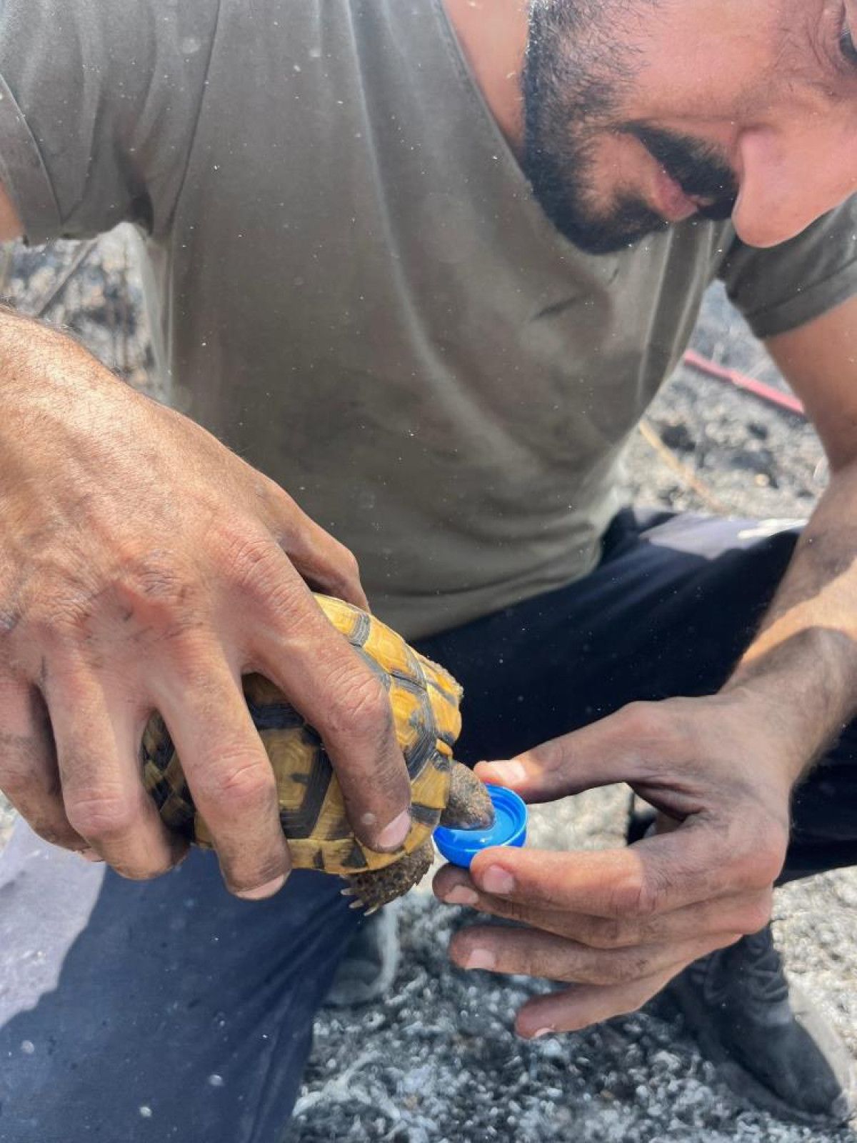 Kocaeli'de Yangında Mahsur Kalan Kaplumbağalara Su İkramı: Doğaya Destek