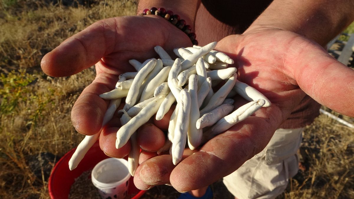 Malatya'da Kendiliğinden Yetişen ve 10 Bin TL'ye Satılan Eşsiz Yaban Mersini