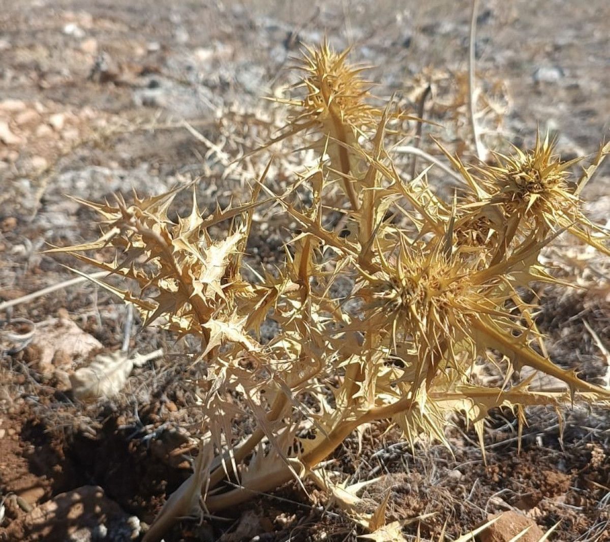 Malatya'da Kendiliğinden Yetişen ve 10 Bin TL'ye Satılan Eşsiz Yaban Mersini