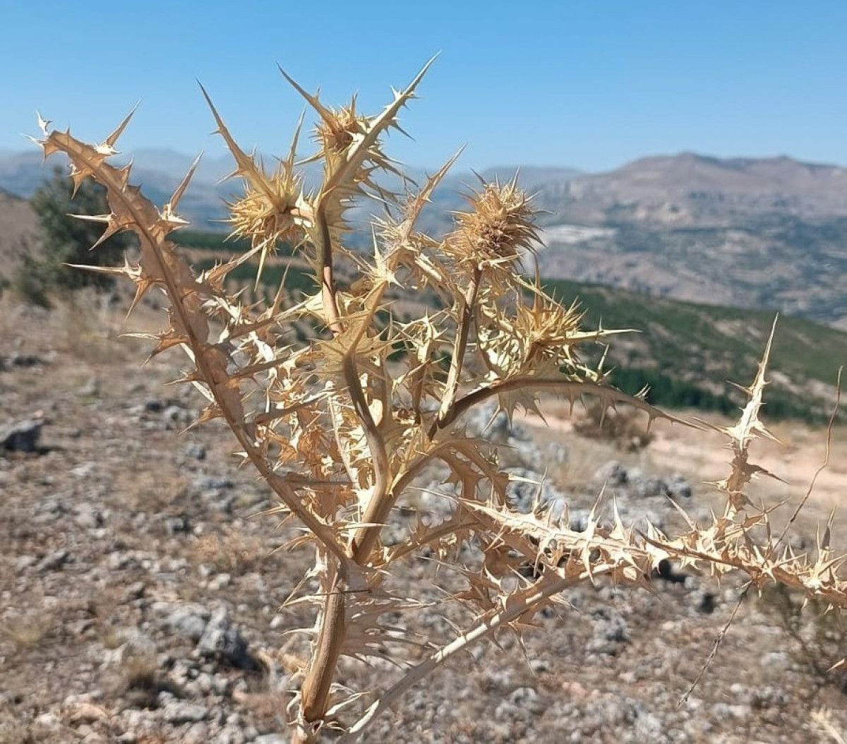 Malatya'da Kendiliğinden Yetişen ve 10 Bin TL'ye Satılan Eşsiz Yaban Mersini