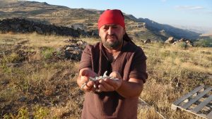 Malatya’da Kendiliğinden Yetişen ve 10 Bin TL’ye Satılan Eşsiz Yaban Mersini