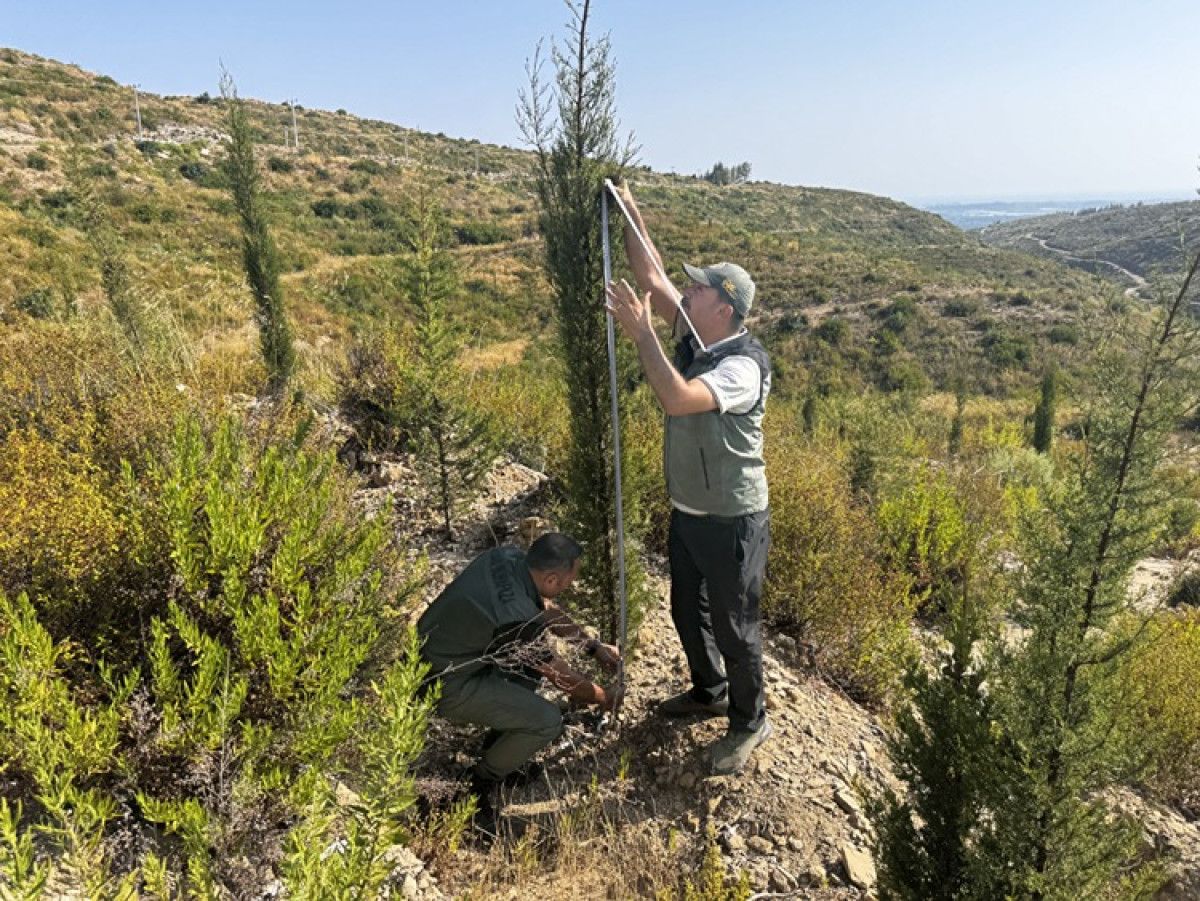 Alanların Yeniden Canlanması Görüntülendi