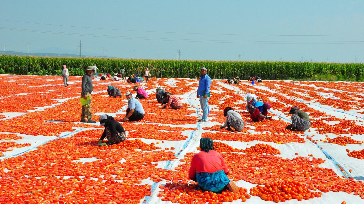 Manisada Kurutulmuş Domatesler Avrupa Ülkelerine İhracat Ediliyor