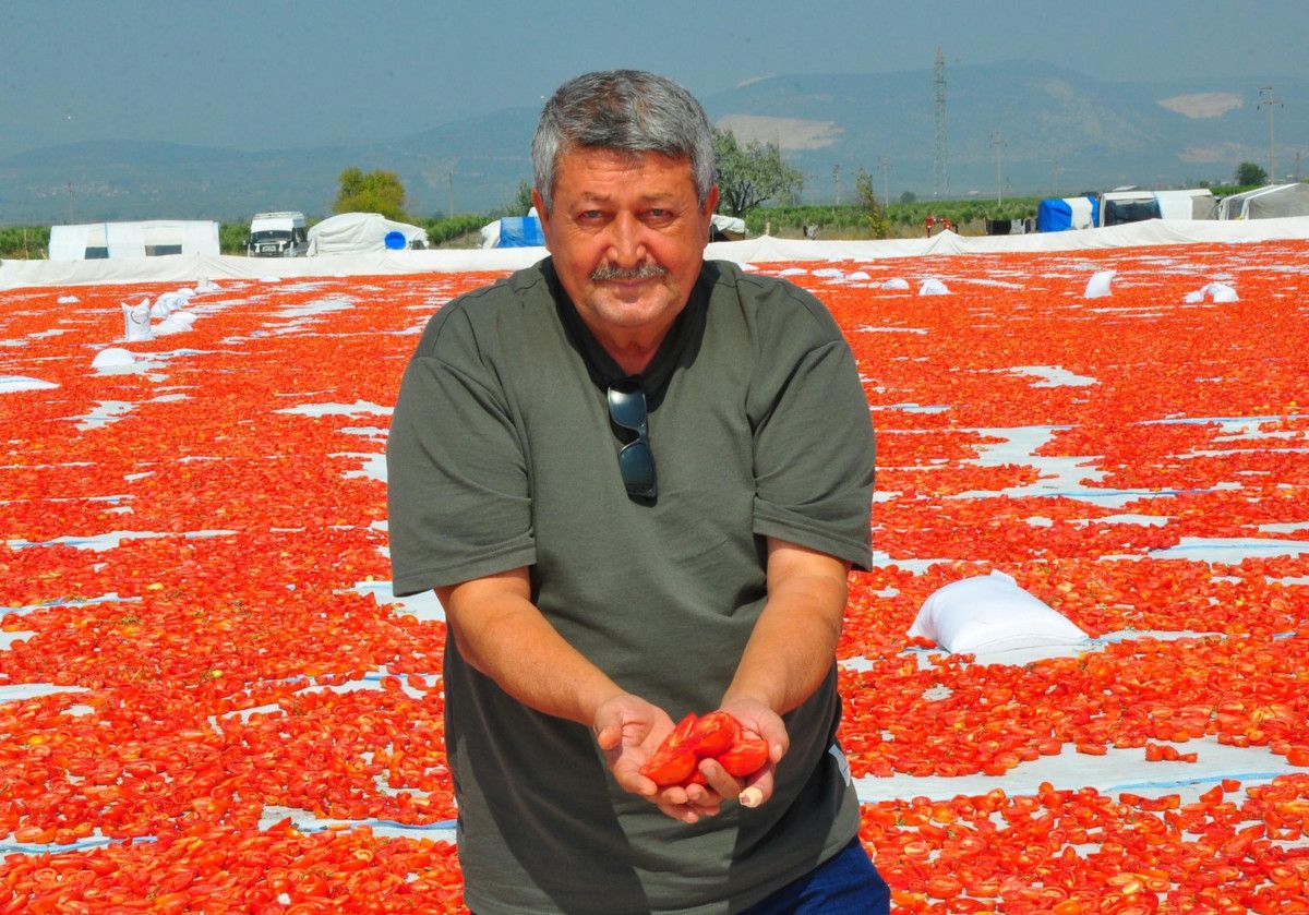 Manisada Kurutulmuş Domatesler Avrupa Ülkelerine İhracat Ediliyor