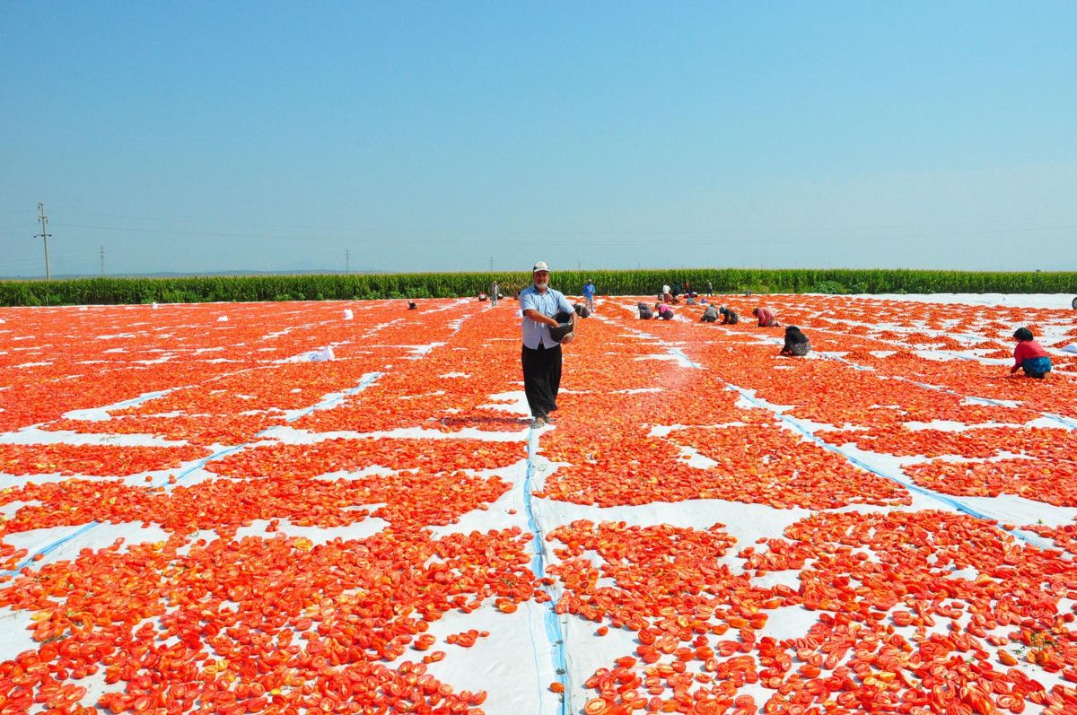 Manisada Kurutulmuş Domatesler Avrupa Ülkelerine İhracat Ediliyor