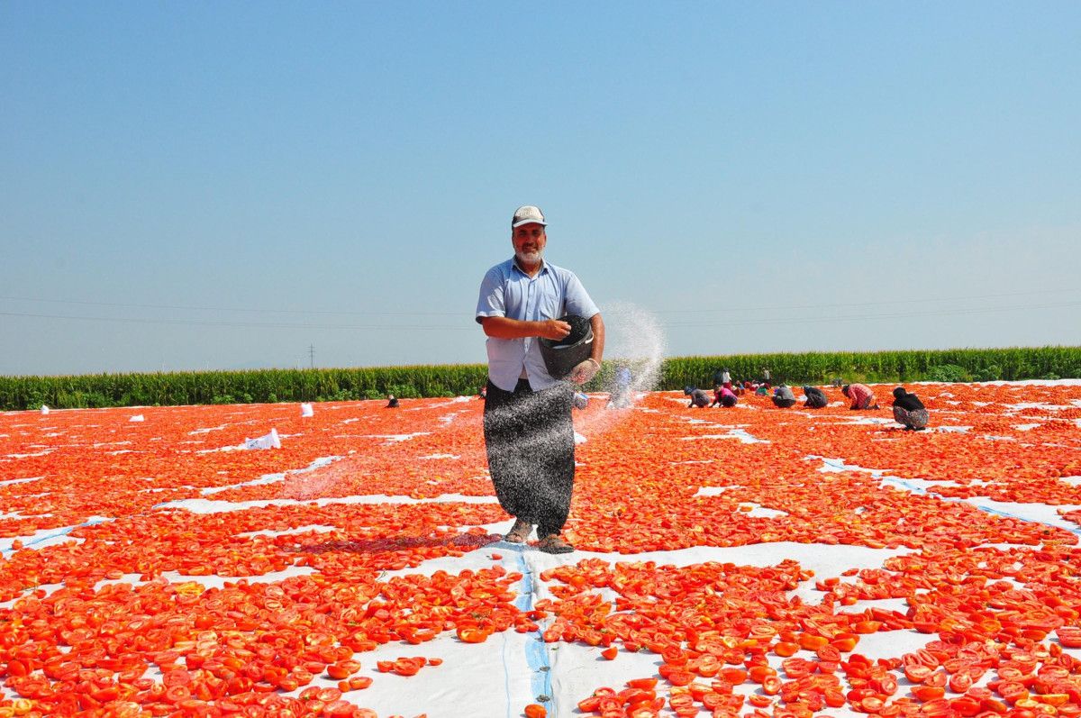 Manisada Kurutulmuş Domatesler Avrupa Ülkelerine İhracat Ediliyor