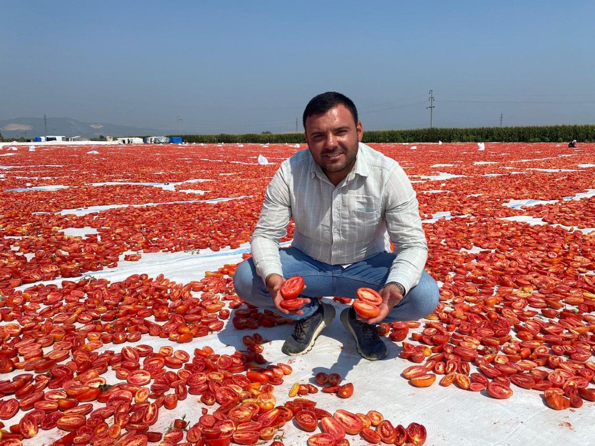 Manisada Kurutulmuş Domatesler Avrupa Ülkelerine İhracat Ediliyor