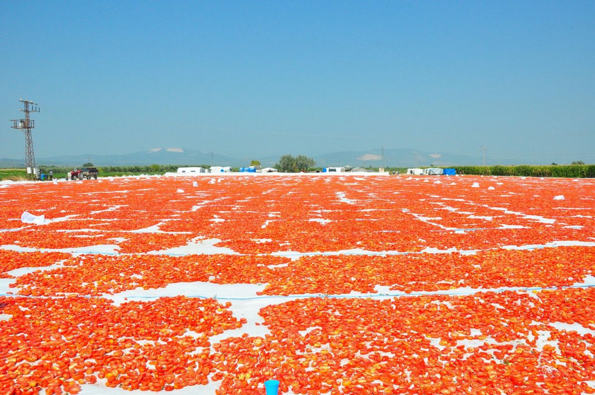 Manisada Kurutulmuş Domatesler Avrupa Ülkelerine İhracat Ediliyor