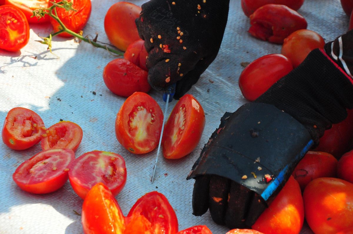 Manisada Kurutulmuş Domatesler Avrupa Ülkelerine İhracat Ediliyor