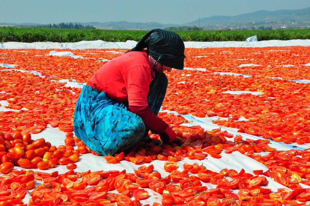 Manisada Kurutulmuş Domatesler Avrupa Ülkelerine İhracat Ediliyor