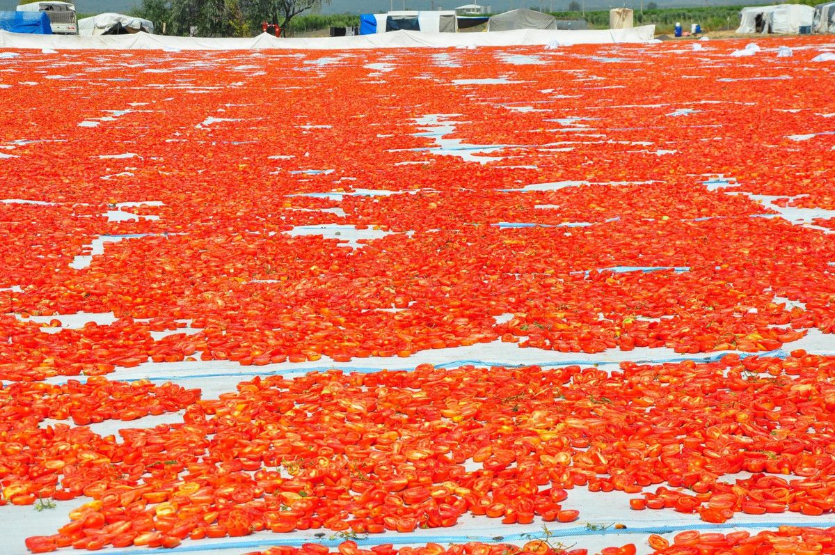 Manisada Kurutulmuş Domatesler Avrupa Ülkelerine İhracat Ediliyor