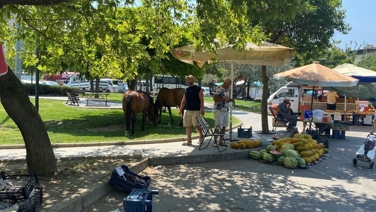 Manisa'da Yılkı Atları Kent Merkezine İndi: Doğa ve Şehir Buluşması