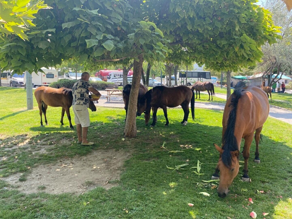 Manisa'da Yılkı Atları Kent Merkezine İndi: Doğa ve Şehir Buluşması