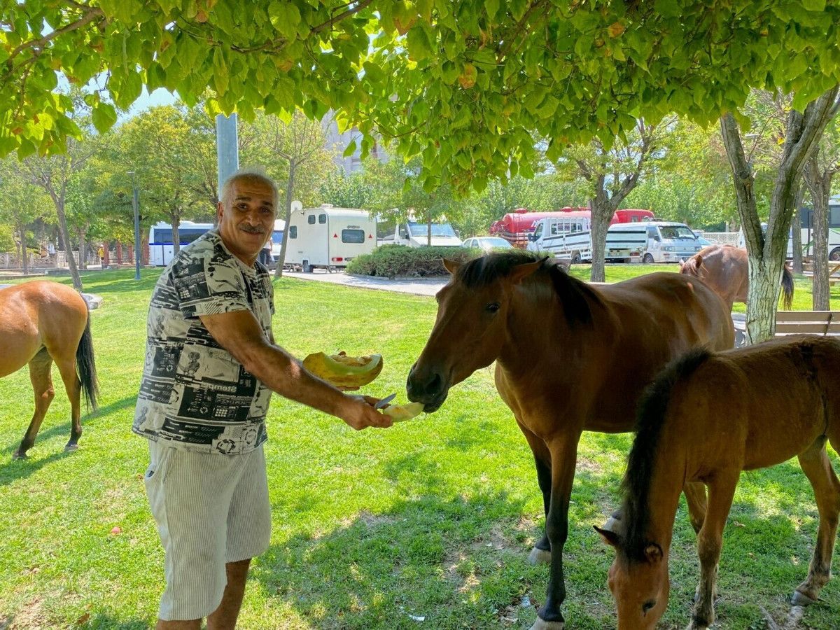 Manisa'da Yılkı Atları Kent Merkezine İndi: Doğa ve Şehir Buluşması