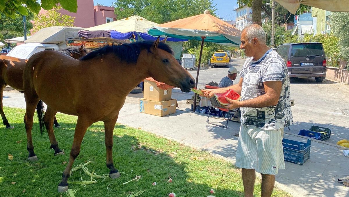 Manisa'da Yılkı Atları Kent Merkezine İndi: Doğa ve Şehir Buluşması