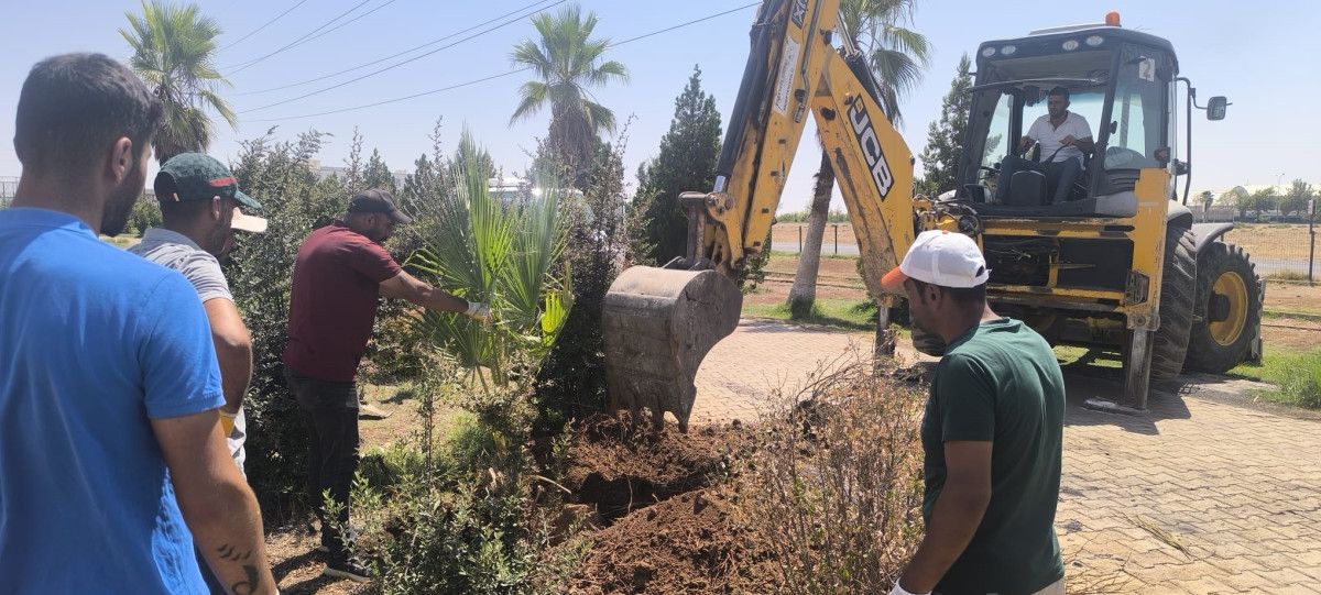 Mardin'de Parktaki Palmiye Ağacı Kustu Ateşe Verildi