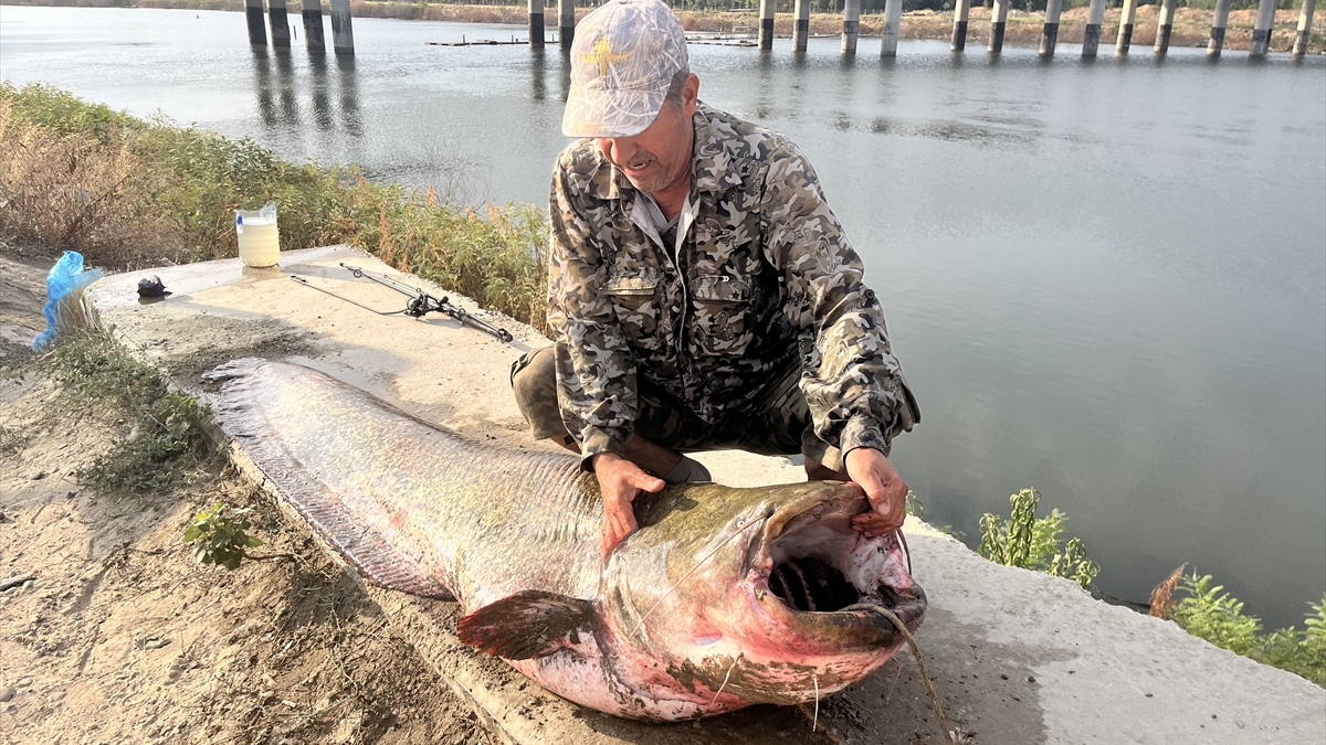 Meriç Nehri’nde 100 Kiloluk Yayın Balığı Yakalama Heyecanı