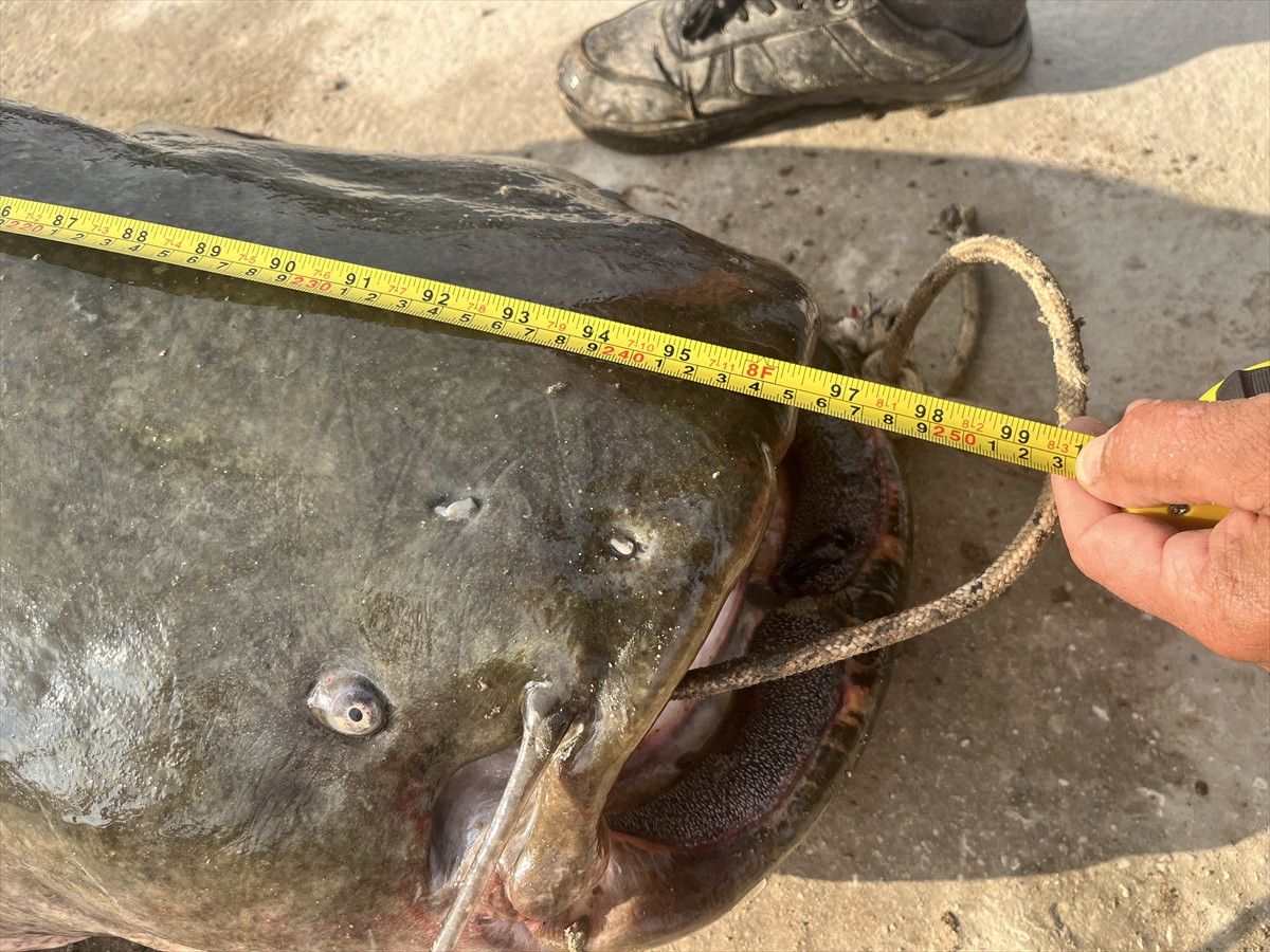 Meriç Nehri’nde 100 Kiloluk Yayın Balığı Yakalama Heyecanı