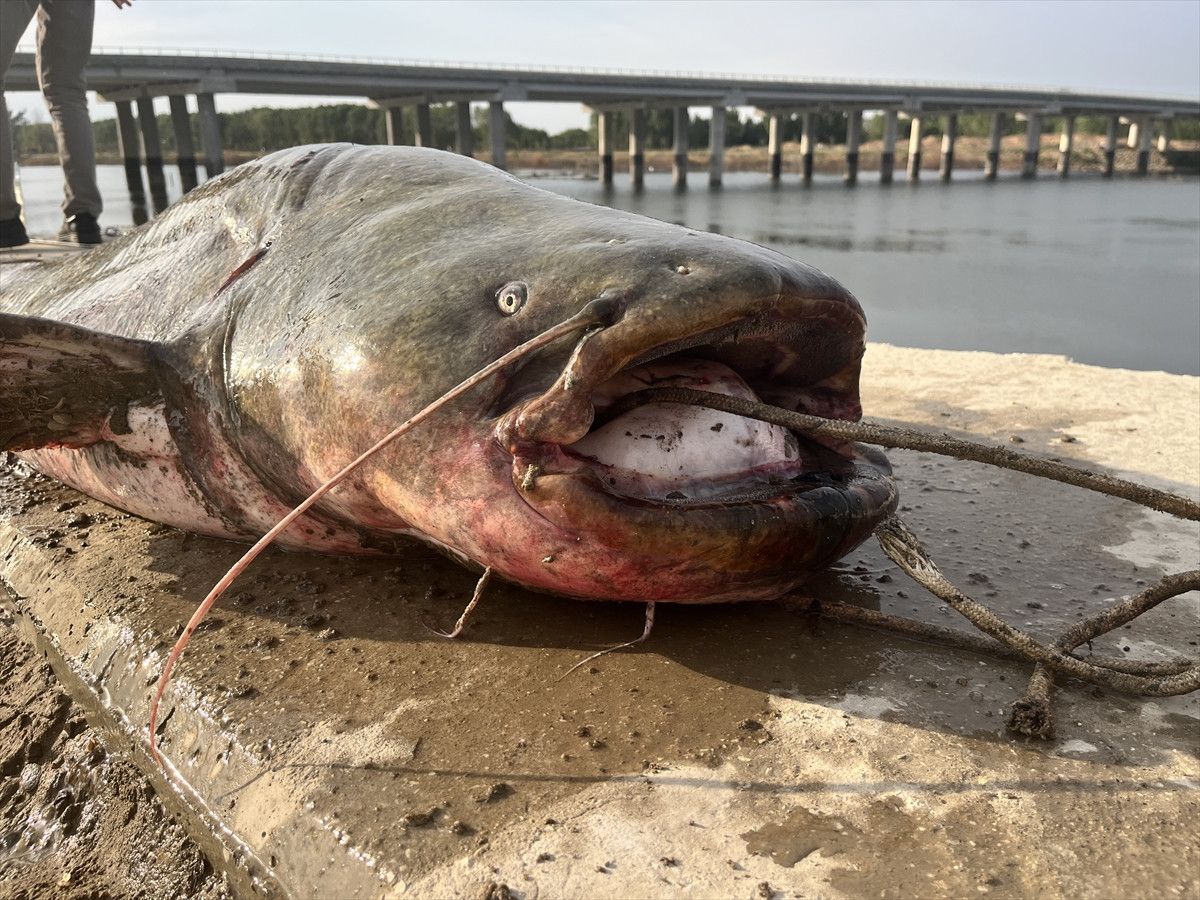 Meriç Nehri’nde 100 Kiloluk Yayın Balığı Yakalama Heyecanı