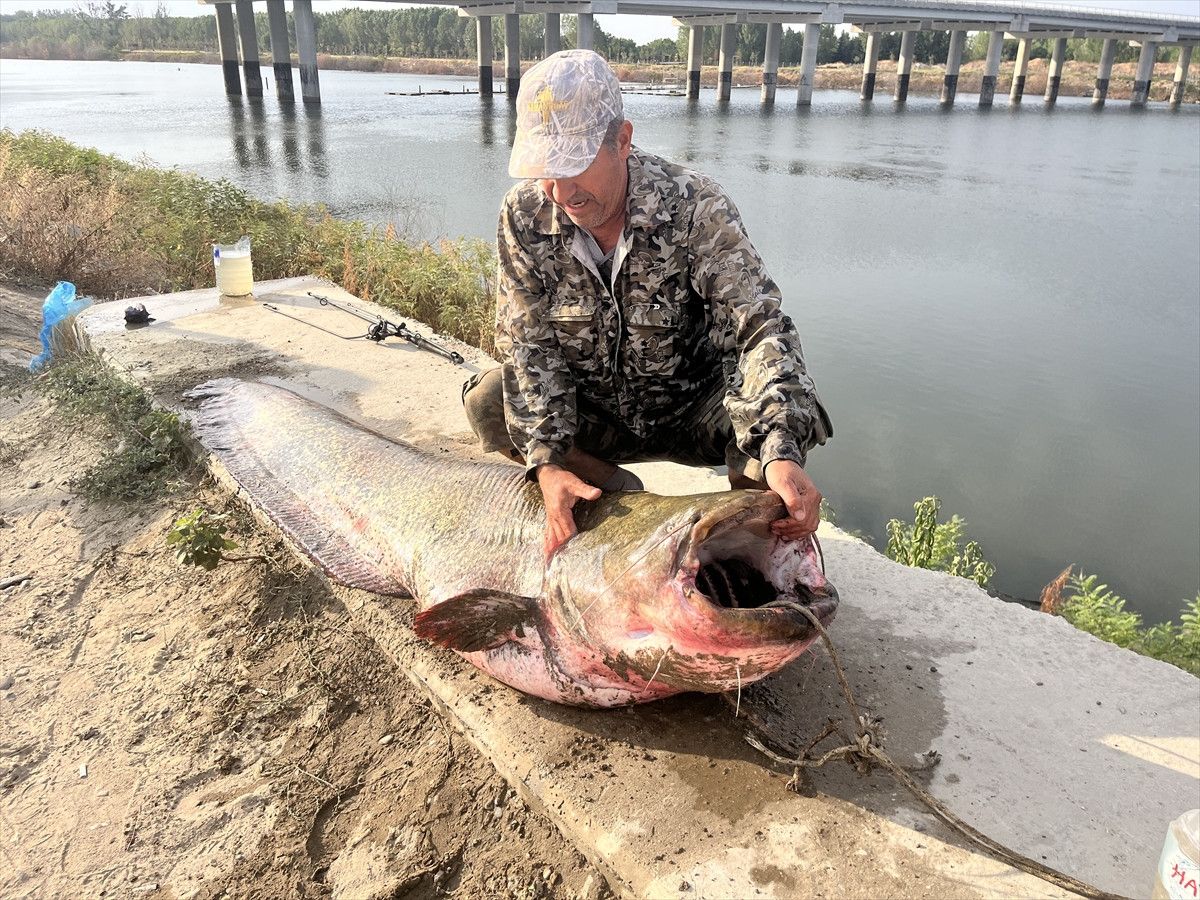 Meriç Nehri’nde 100 Kiloluk Yayın Balığı Yakalama Heyecanı